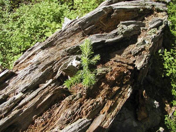 kleiner Nadelbaum auf Baumresten